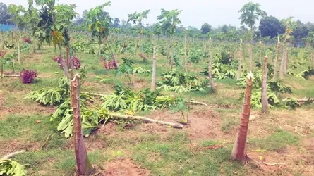 ঝড় ও শিলাবৃষ্টি রংপুর অঞ্চলে ফসলের ব্যাপক ক্ষতি, দিশেহারা কৃষক