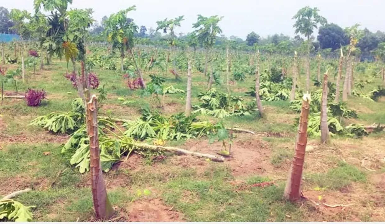 ঝড় ও শিলাবৃষ্টি রংপুর অঞ্চলে ফসলের ব্যাপক ক্ষতি, দিশেহারা কৃষক