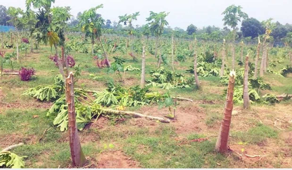 Rangpur-26-4-----1