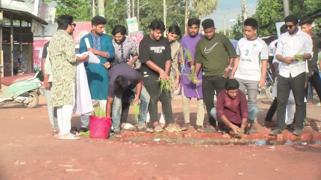 রংপুর সিটির সাতমাথা এলাকায় সড়কে প্রতীকী ধানের চারা রোপণ