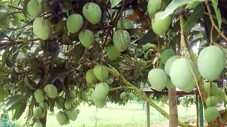 রংপুরের ‘হাঁড়িভাঙা’ আম ঘিরে ২৫০ কোটি টাকার বাণিজ্যের হাতছানি