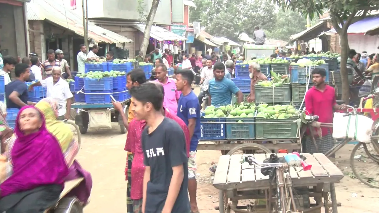 আজ আনুষ্ঠানিকভাবে বাজারে আসছে হাঁড়িভাঙ্গা আম