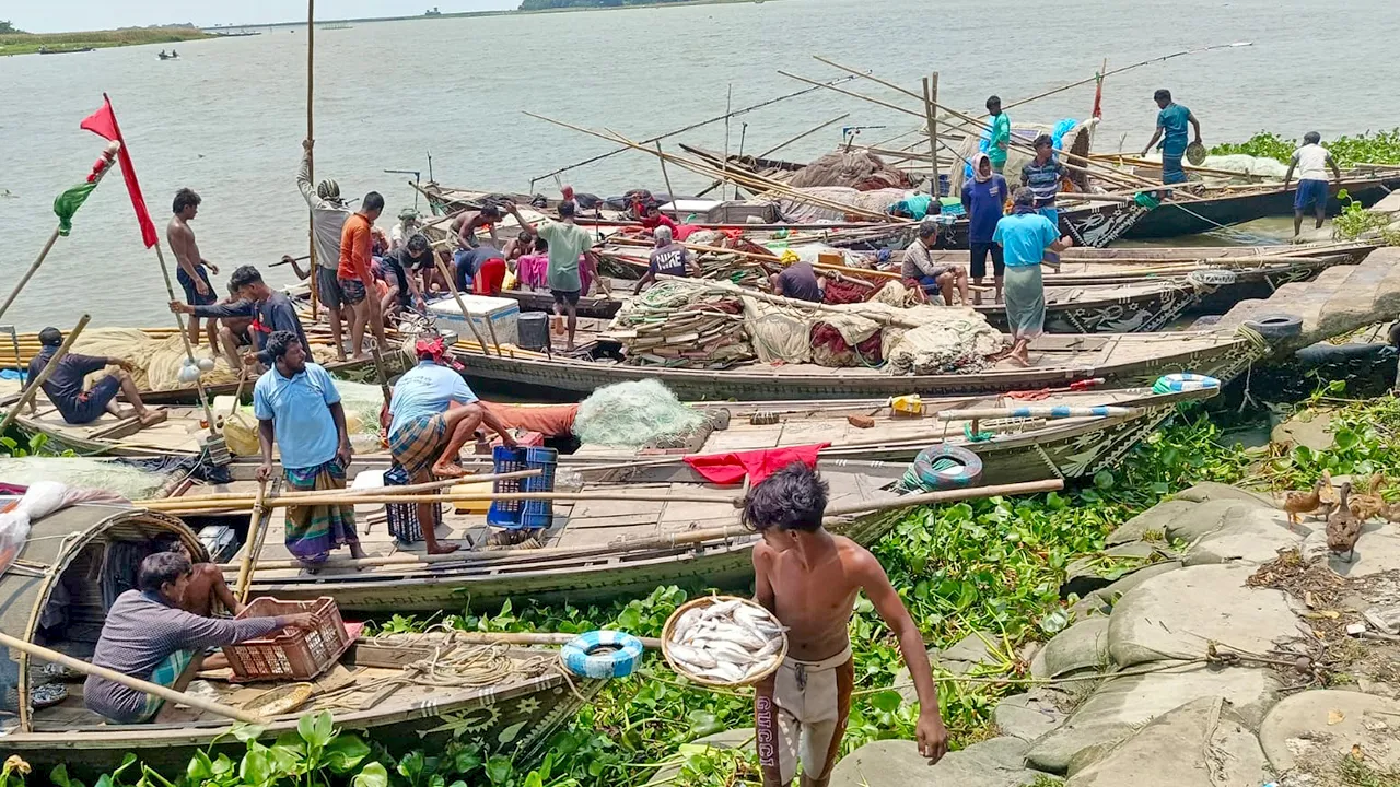 নিষেধাজ্ঞা শেষে নদীতে জেলেদের ভিড়, ইলিশের অভাব