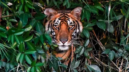 ২৫ বছরে সুন্দরবনে বাঘের আক্রমণে মারা গেছে ৪২৫ জন