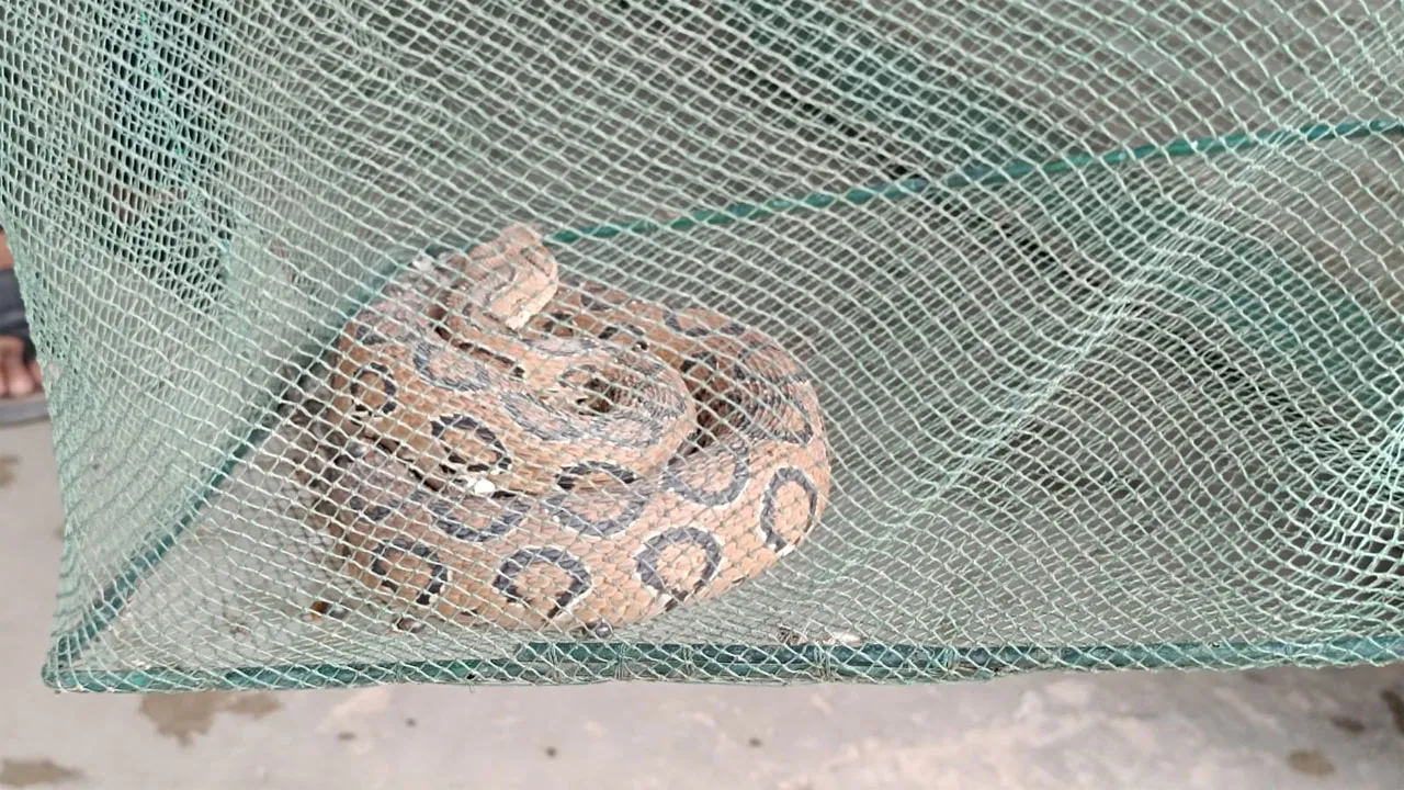 আবারো দেখা মিলল রাসেল ভাইপার সাপের