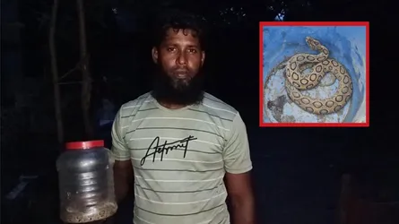 কামড়ের পর সাপ ধরে বাড়িতে যুবক, মেঘনা পাড়ে রাসেল ভাইপার আতঙ্ক
