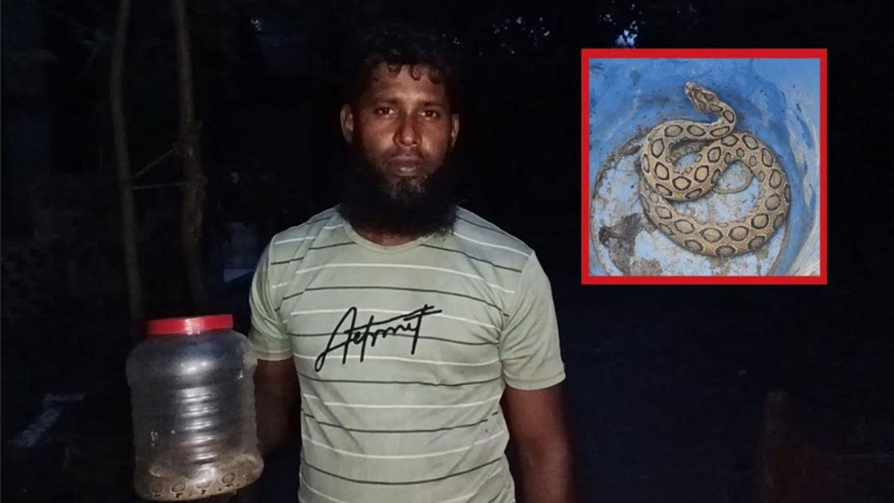 Russell-Viper-terror-on-the-banks-of-the-Meghna
