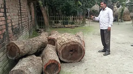 সাদুল্লাপুরে অনুমতি ছাড়াই রাস্তার পাশের গাছ কাটার অভিযোগ
