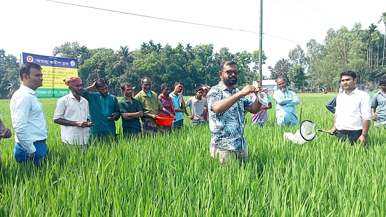 সাদুল্লাপুরে সমন্বিত বালাই ব্যবস্থাপনা কার্যক্রম অব্যাহত রাখতে মাঠে কর্মকর্তারা