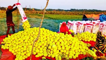 সাম্মাম চাষে উপকূলের কৃষকদের বাজিমাত