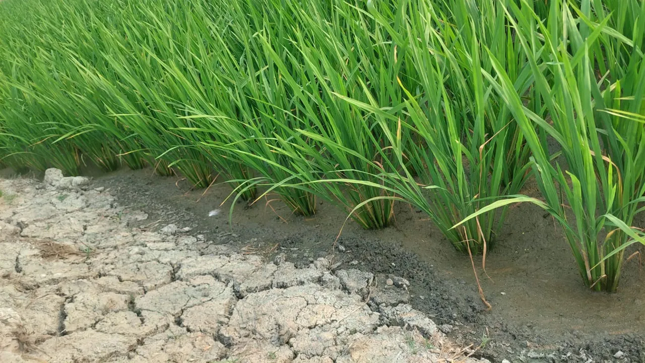 ডিজেল সঙ্কটে সাতক্ষীরায় চলছে না কোনো শ্যালো মেশিন, শঙ্কায় কৃষকরা