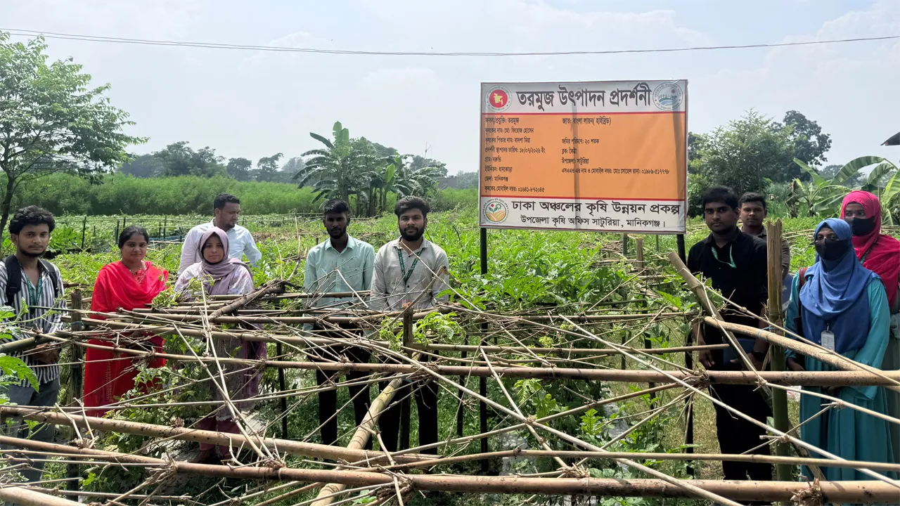 সাটুরিয়ায় অসময়ে মাচা পদ্ধতিতে তরমুজ চাষে ফিরোজের বাজিমাত