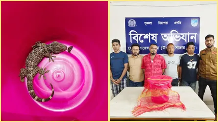 সাভারে বন্যপ্রাণী তক্ষক উদ্ধার, ৫ পাচারকারী আটক