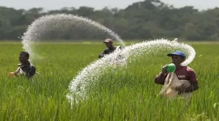 সারের কাগুজে মজুদ বাস্তবে সঙ্কট