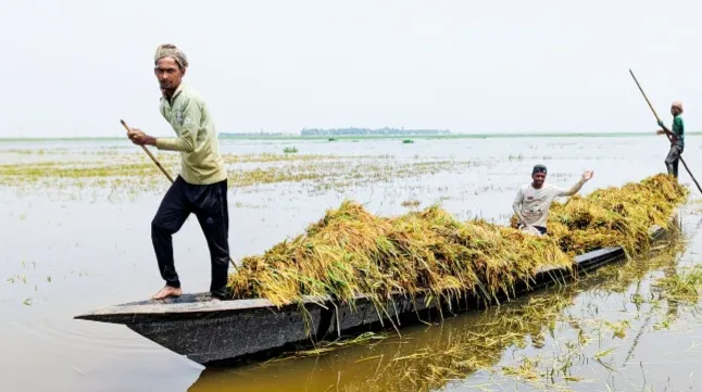 হাওরের আকাশে কালো মেঘ কাটছেই না
