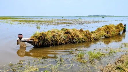 হাওরে বিপর্যয় এলেই নড়েচড়ে বসে কৃষি বিভাগ