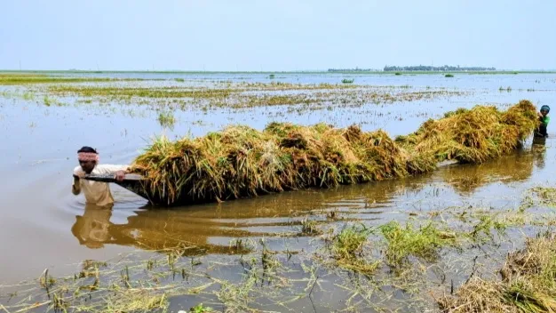 হাওরে বিপর্যয় এলেই নড়েচড়ে বসে কৃষি বিভাগ