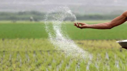 বেড়েছে টিএসপির দাম ইউরিয়ার দর স্থিতিশীল
