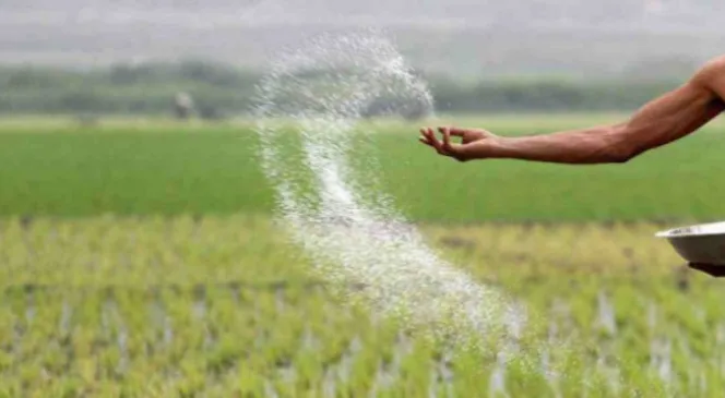 বেড়েছে টিএসপির দাম ইউরিয়ার দর স্থিতিশীল