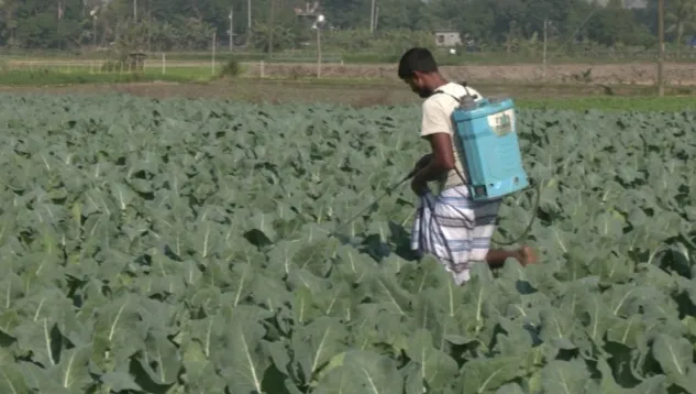 বিষাক্ত বালাইনাশকের  ছোবলে খাদ্যনিরাপত্তা