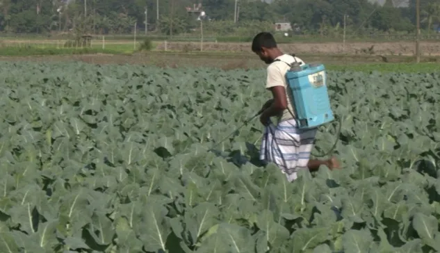 বিষাক্ত বালাইনাশকের  ছোবলে খাদ্যনিরাপত্তা