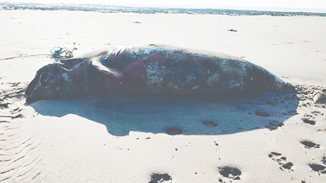 Sea-Fish
