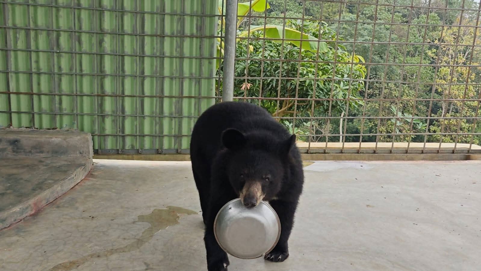 Several-wildlife-species,-including-endangered-bears,-rescued-in-Khagrachari