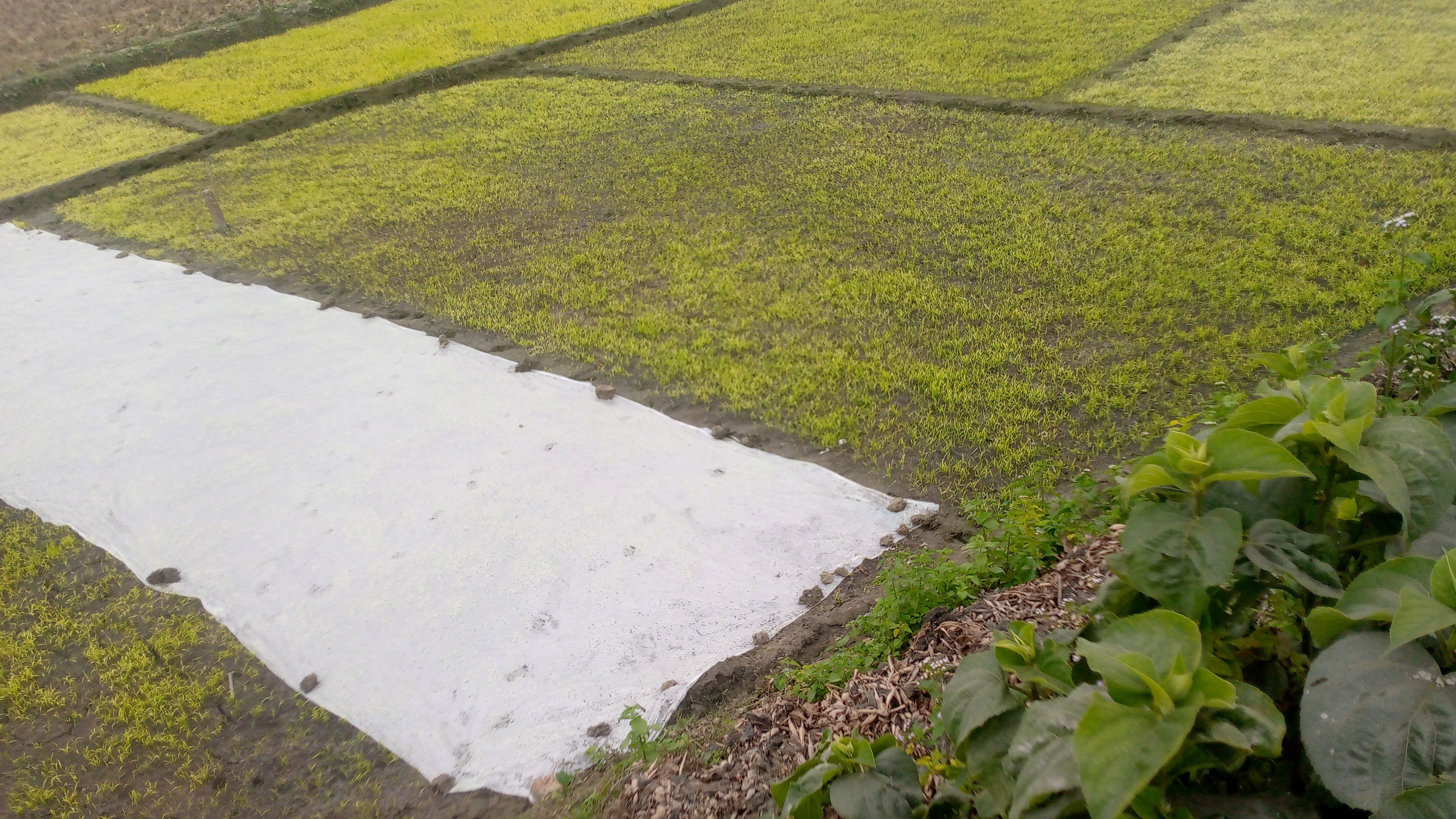 Severe-cold-and-fog-in-Bakshiganj,-Boro-rice-seedbeds-at-risk