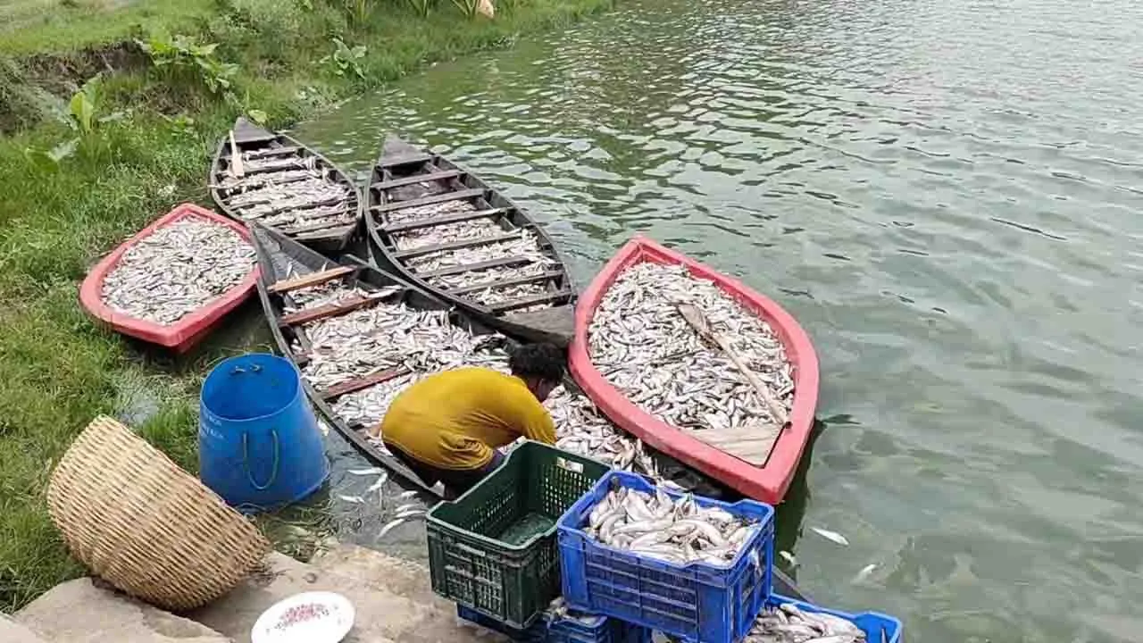 শার্শায় ঘেরের মাছের মৃত্যুর মূল কারণ অব্যবস্থাপনা : তদন্ত কমিটি