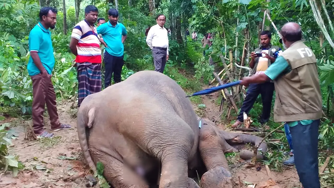 শেরপুরে মৃত বন্য হাতি উদ্ধার করেছে বন বিভাগ