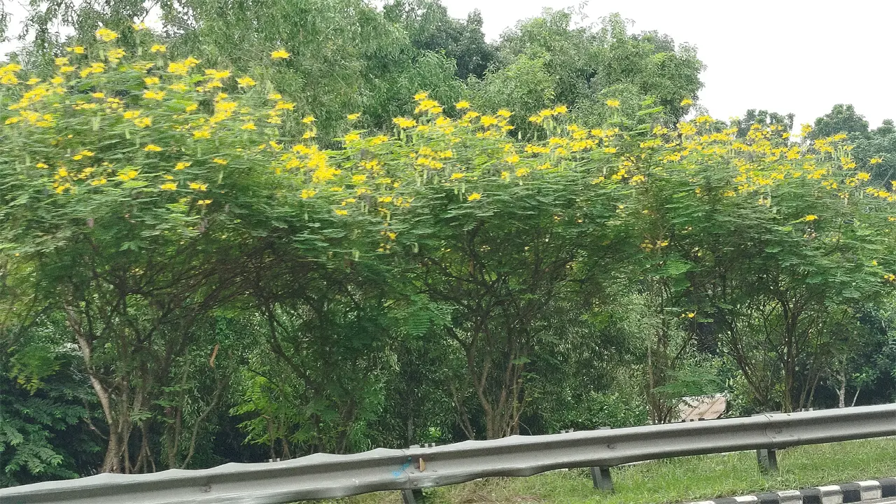 ঢাকা–ভাঙ্গা-খুলনা এক্সপ্রেসওয়ের সৌন্দর্য বৃদ্ধি করেছে বাহারি রঙের ফুল