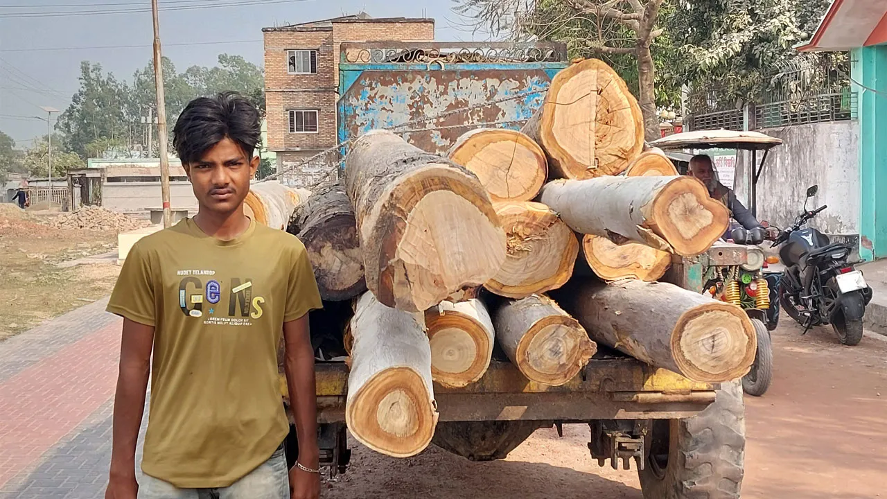 সিংড়ায় লাখ টাকার সরকারি গাছ জব্দ, আটক ১