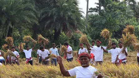 সিংড়ায় বিধবার জমির ধান কেটে বাড়িতে পৌঁছে দিলো বিএনপির নেতা-কর্মীরা