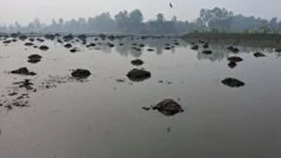 রায়গঞ্জে আওয়ামী লীগ নেতার অবৈধ বাঁধে কৃষি বিপর্যয়