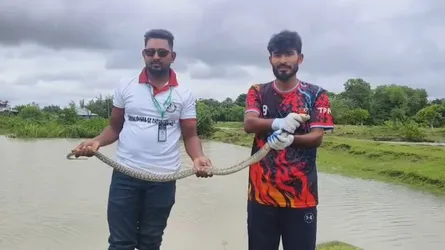 কলাপাড়ায় ৫ ফুট দৈর্ঘ্যের তীব্র বিষধর পদ্ম গোখরা সাপ উদ্ধার ও অবমুক্ত