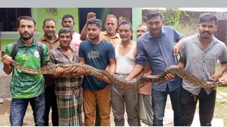বোয়ালখালীতে বার্মিজ অজগর উদ্ধার