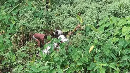 সখীপুরে নিখোঁজের ২দিন পর ডোবা থেকে নারীর লাশ উদ্ধার