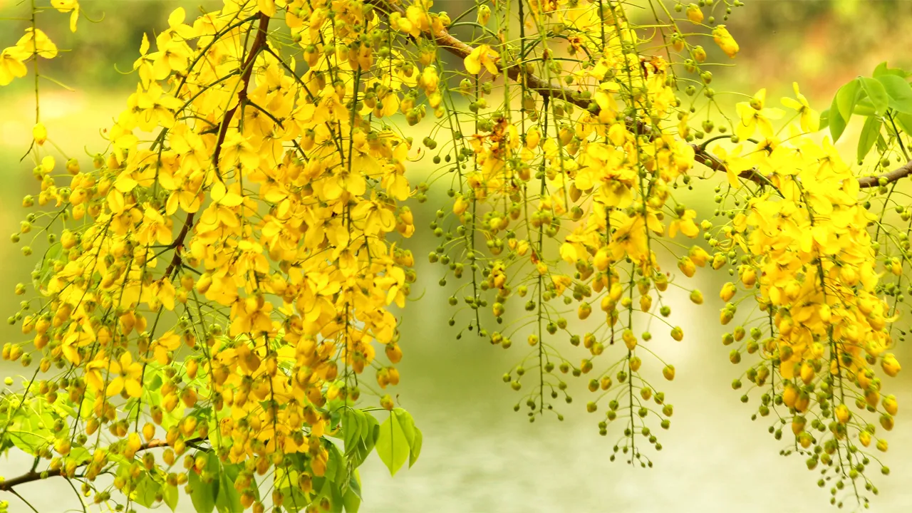 প্রকৃতির কানে দুলছে সোনালু ফুল