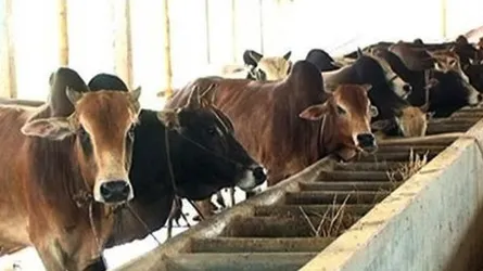 কোরবানি ঘিরে ব্যস্ত সময় পার করছেন শ্রীবরদীর প্রান্তিক খামারিরা
