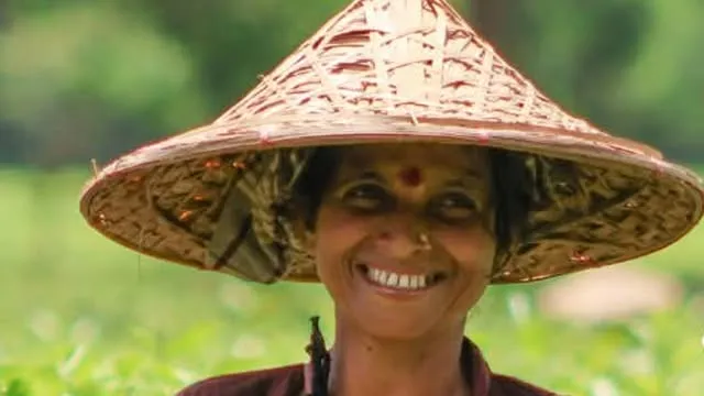 চা পাতা তুলতে গিয়ে ঘরে ফেরা হলো না মীরা হাজরার