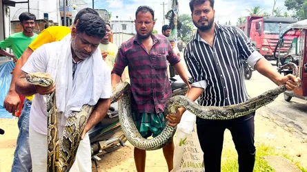 শ্রীমঙ্গলে লোকালয় থেকে ১৮ ফুট লম্বা অজগর উদ্ধার