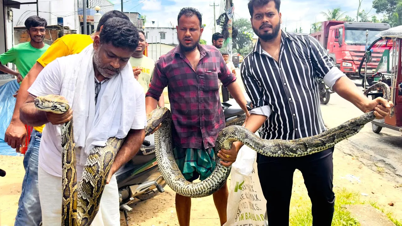 শ্রীমঙ্গলে লোকালয় থেকে ১৮ ফুট লম্বা অজগর উদ্ধার