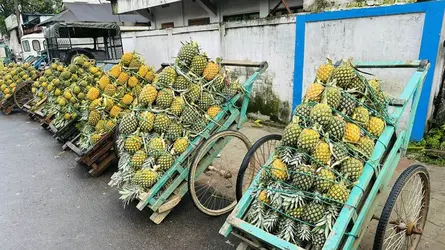 জ্যৈষ্ঠজুড়ে শ্রীমঙ্গলে আনারসের সুবাস