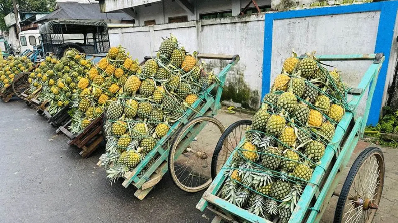 জ্যৈষ্ঠজুড়ে শ্রীমঙ্গলে আনারসের সুবাস