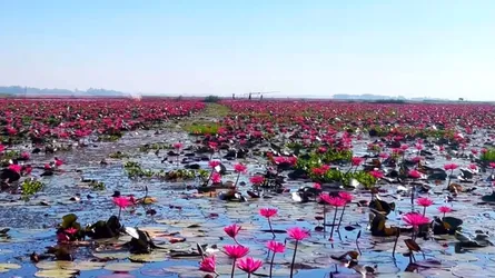 পর্যটকদের দৃষ্টি কাড়ছে শ্রীমঙ্গলের হাইল হাওরের গোলাপী শাপলা