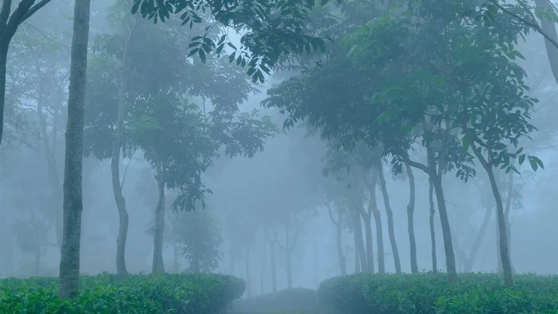 শ্রীমঙ্গলে দেশের সর্বনিম্ন তাপমাত্রা ৯.৫ ডিগ্রি সেলসিয়াস আজ
