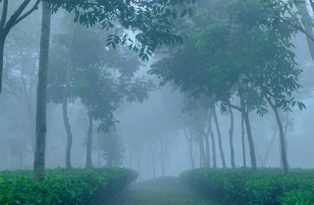 শ্রীমঙ্গলে দেশের সর্বনিম্ন তাপমাত্রা ৯.৫ ডিগ্রি সেলসিয়াস আজ