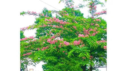 শ্রীমঙ্গলে ফুটেছে দুর্লভ ‘ক্যাসিয়া জাভানিকা’