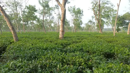 শ্রীমঙ্গলে ২৪ ঘণ্টায় ১৫৮ মিলিমিটার বৃষ্টির রেকর্ড