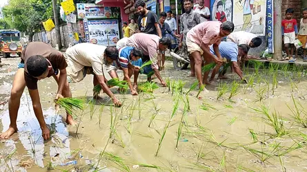 ঠিকাদার উধাও, বন্ধ সড়কে ধান লাগিয়ে এলাকাবাসীর প্রতিবাদ